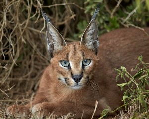 Caracal